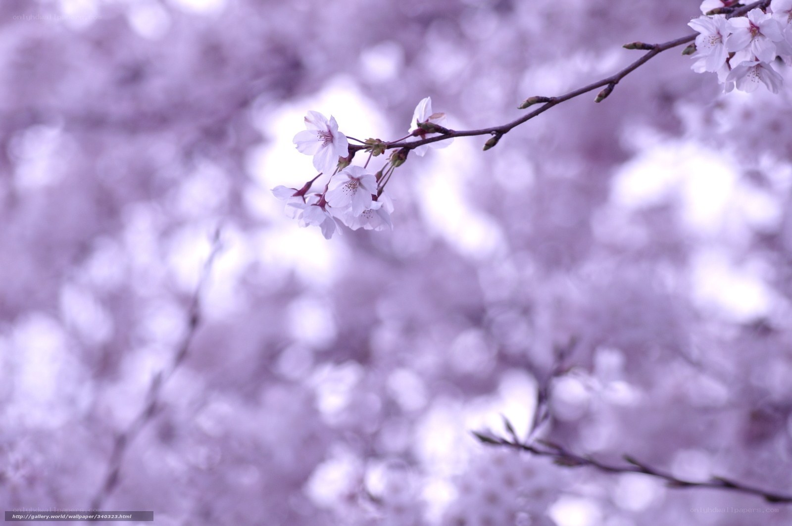 Cherry blossoms in soft focus