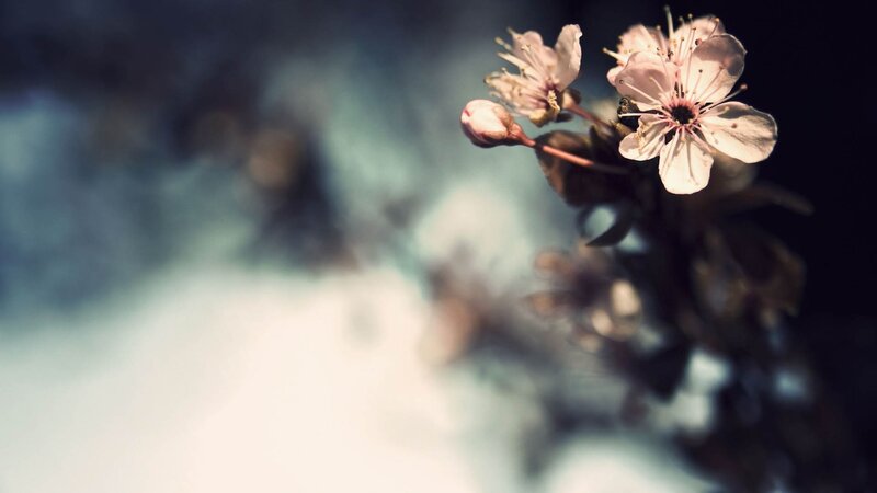 Cherry blossoms in soft light
