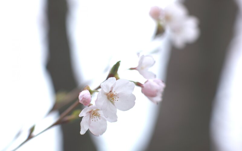 Cherry blossoms in soft light