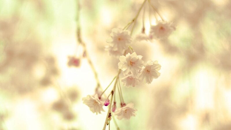 Cherry blossoms in soft light
