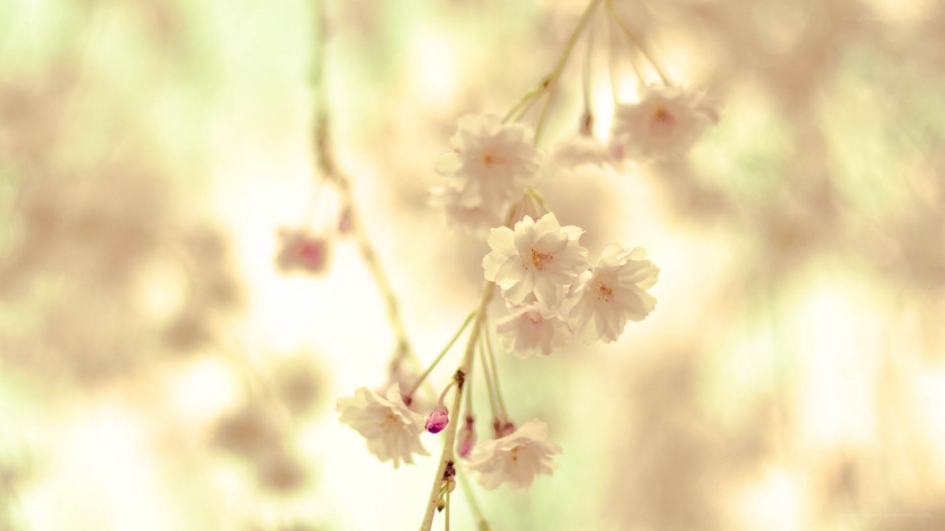 Cherry blossoms in soft light