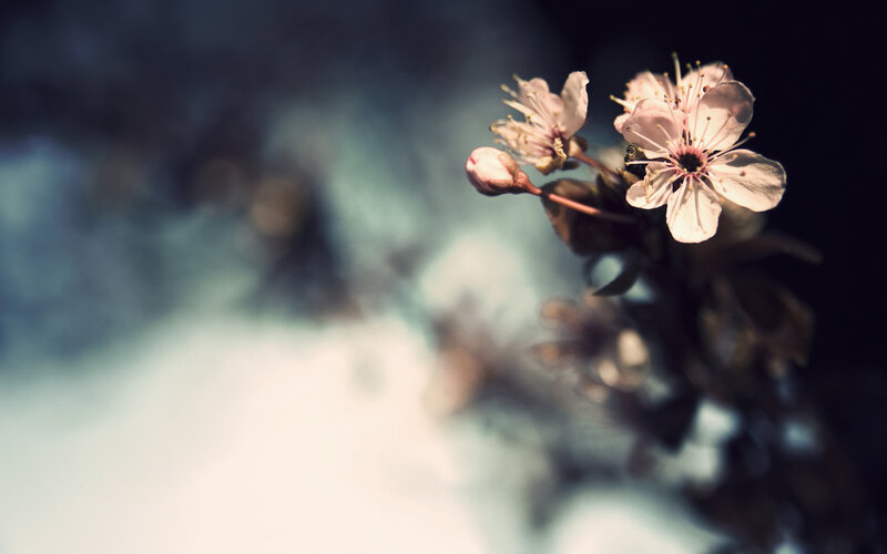 Cherry blossoms in soft light