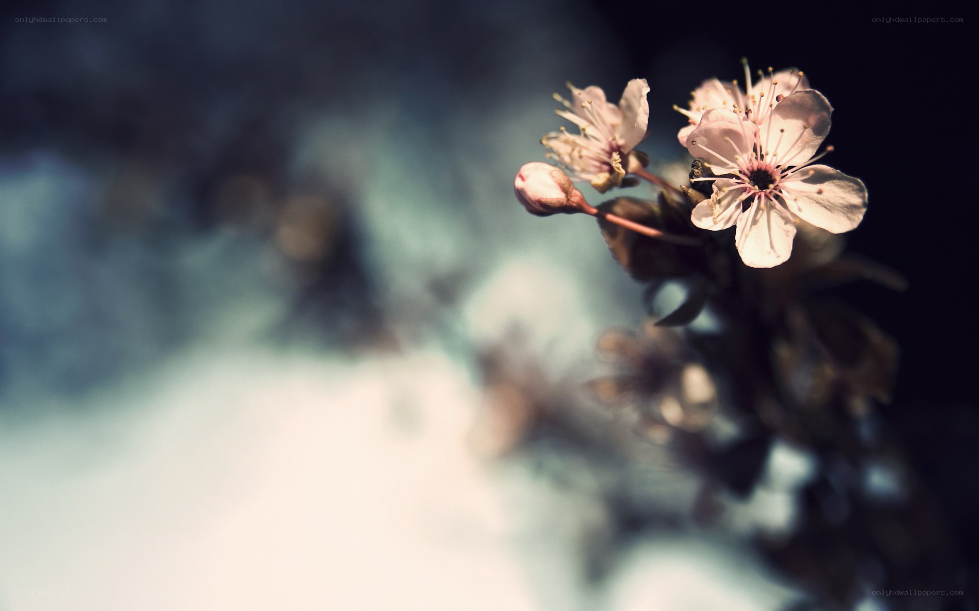 Cherry blossoms in soft light