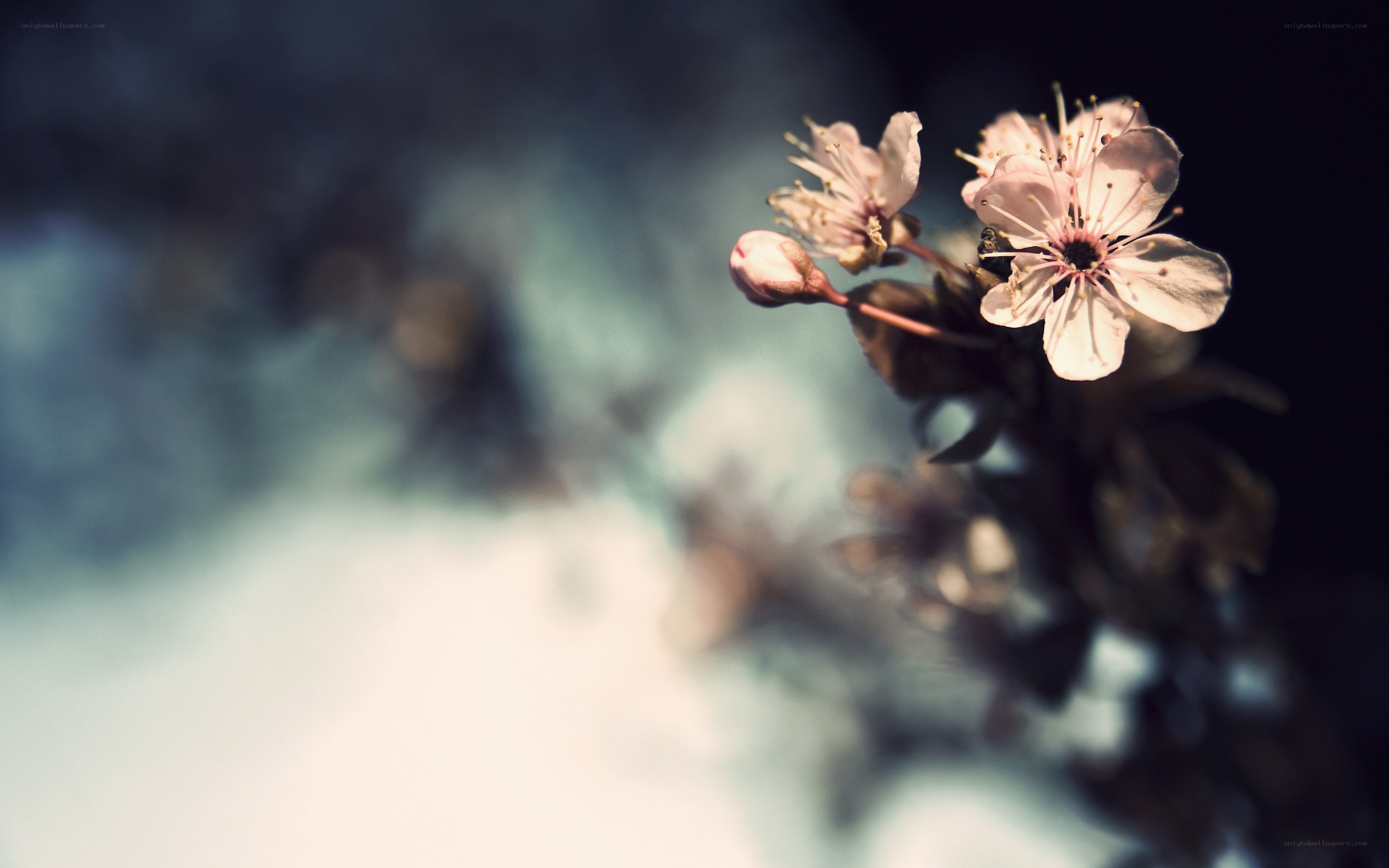 cherry blossoms in soft light