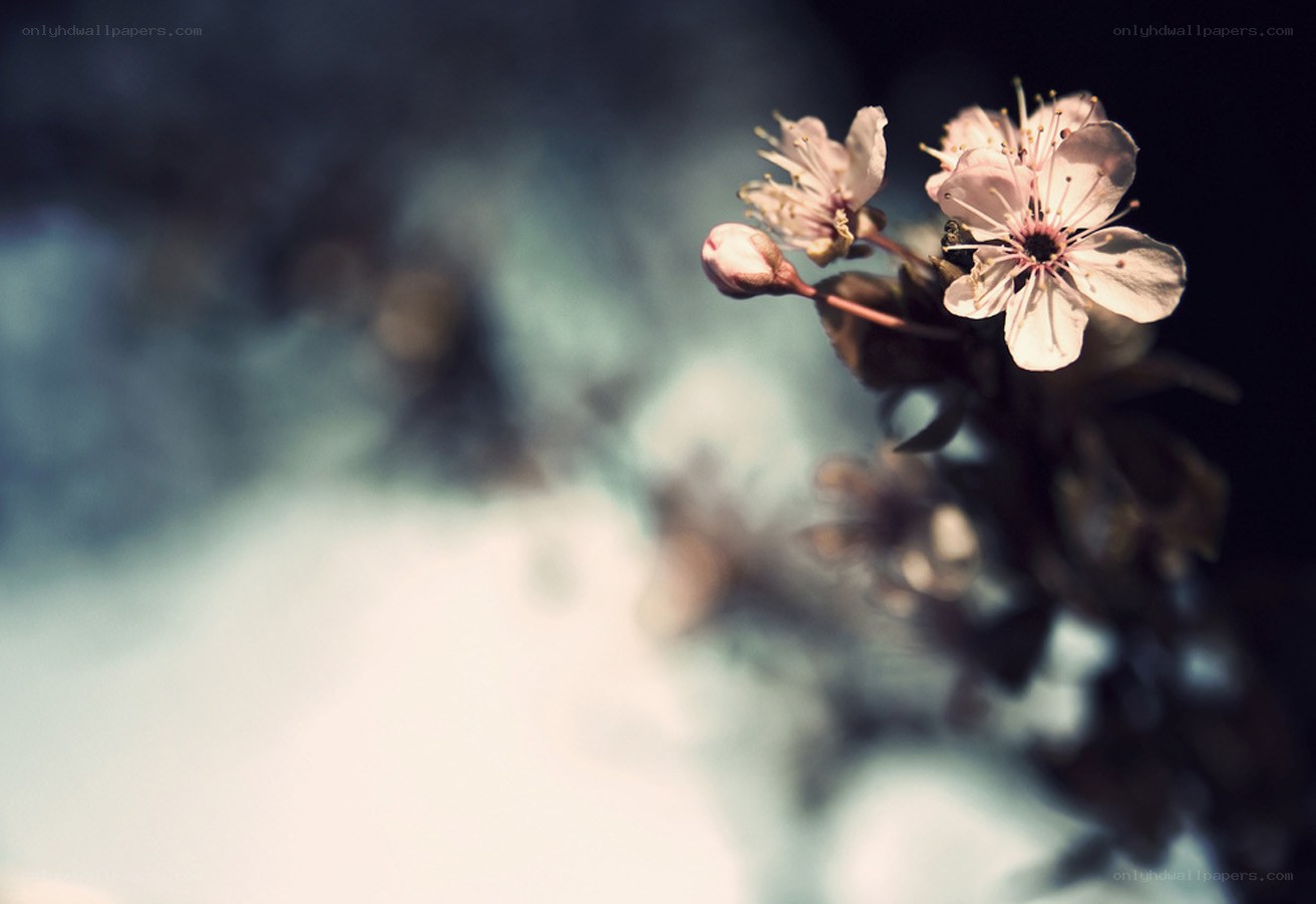 Cherry blossoms in soft light