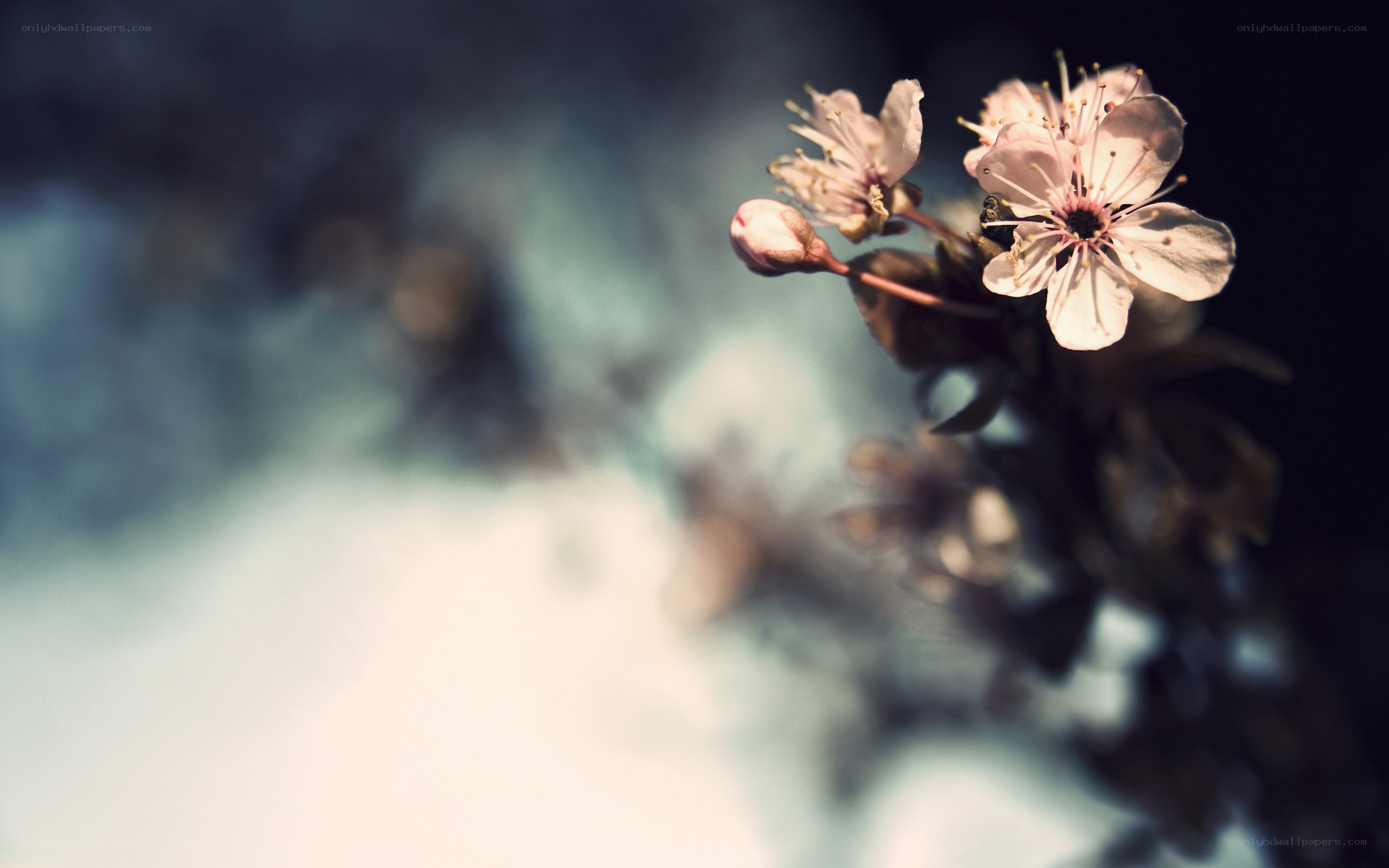 Cherry blossoms in soft light
