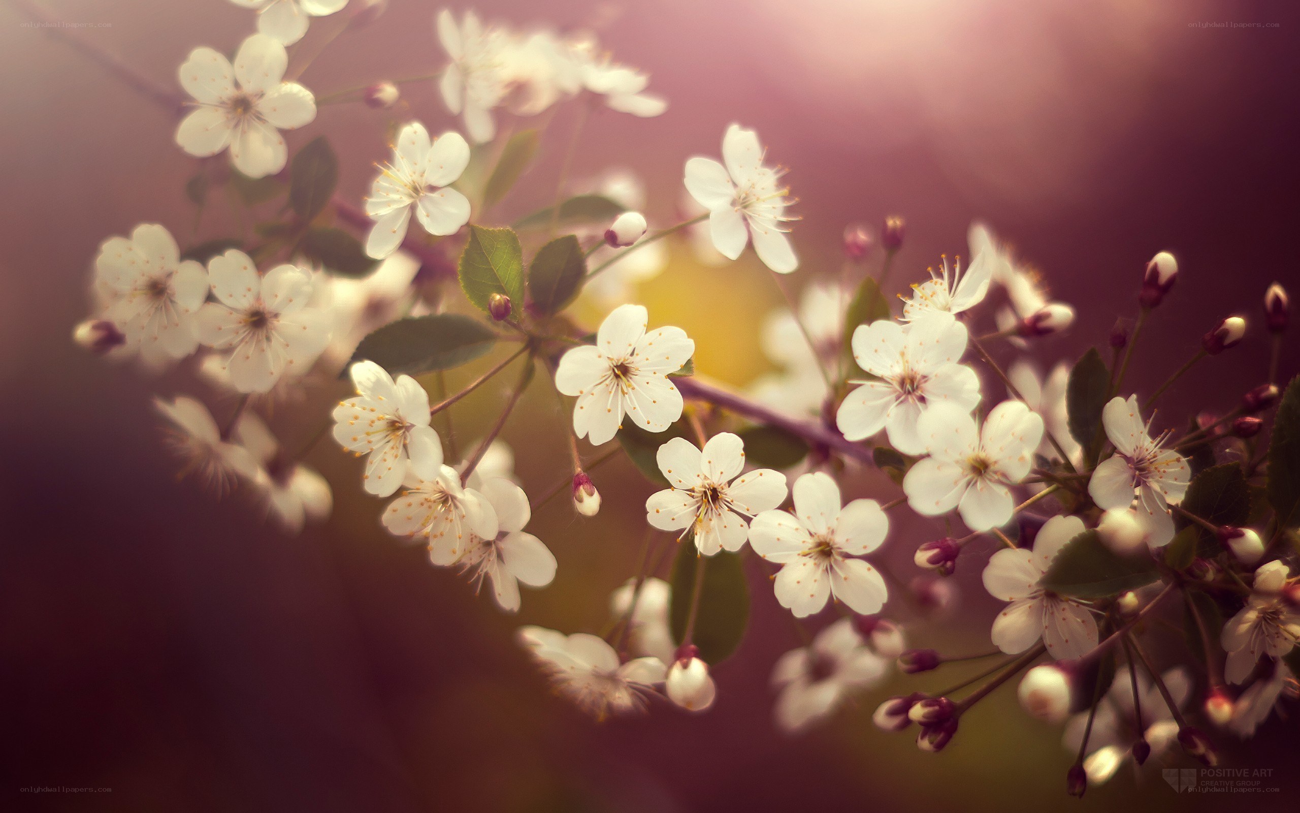 cherry blossoms in soft light