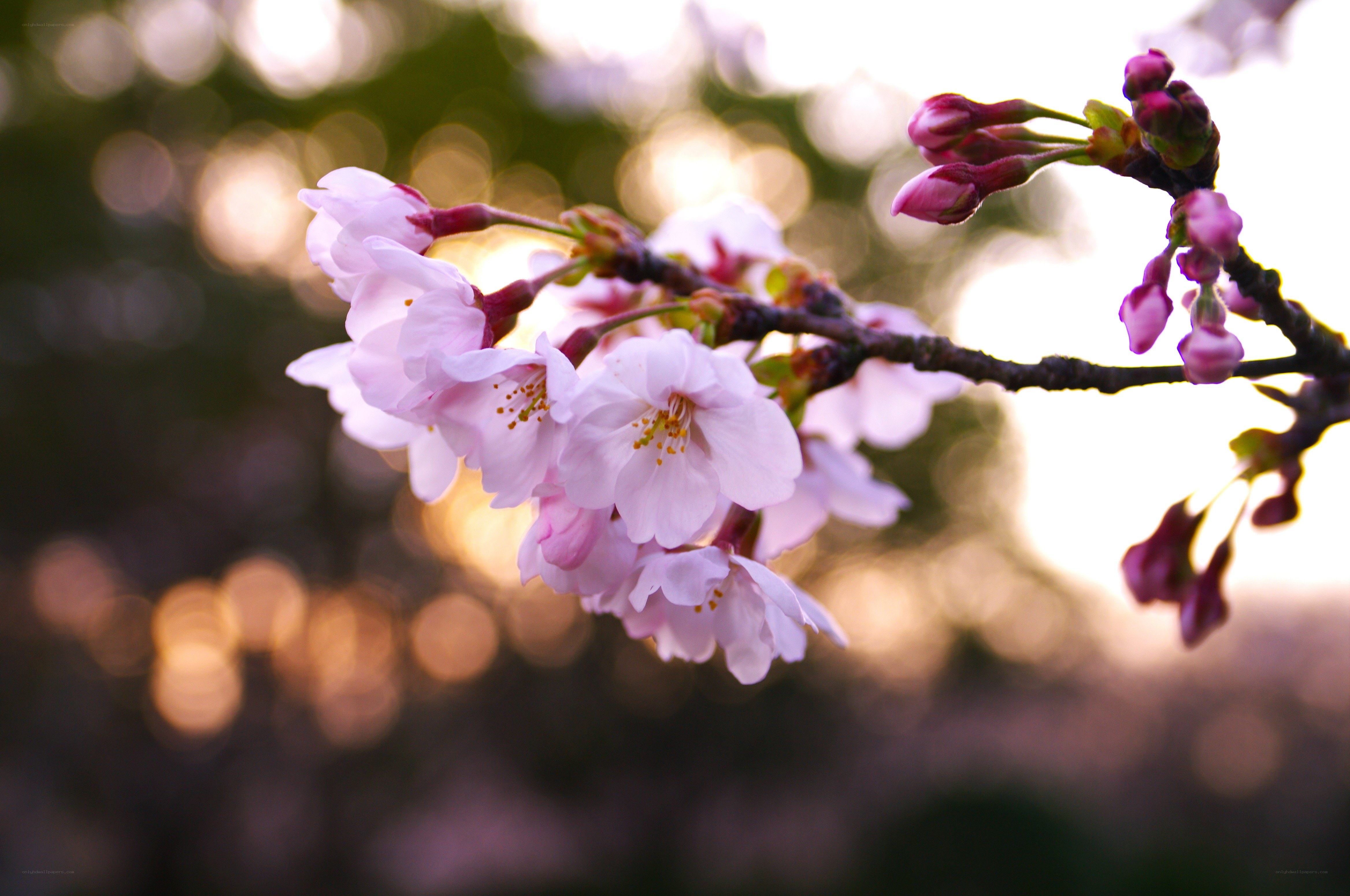 Cherry blossoms in soft light