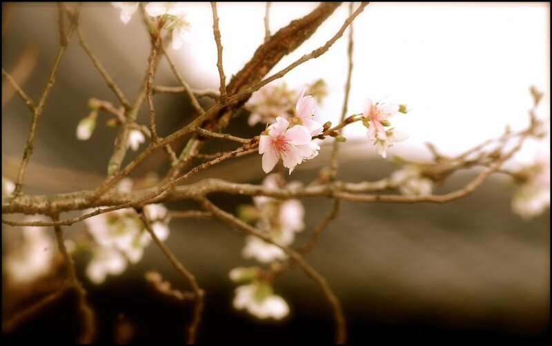 Cherry blossoms in soft light