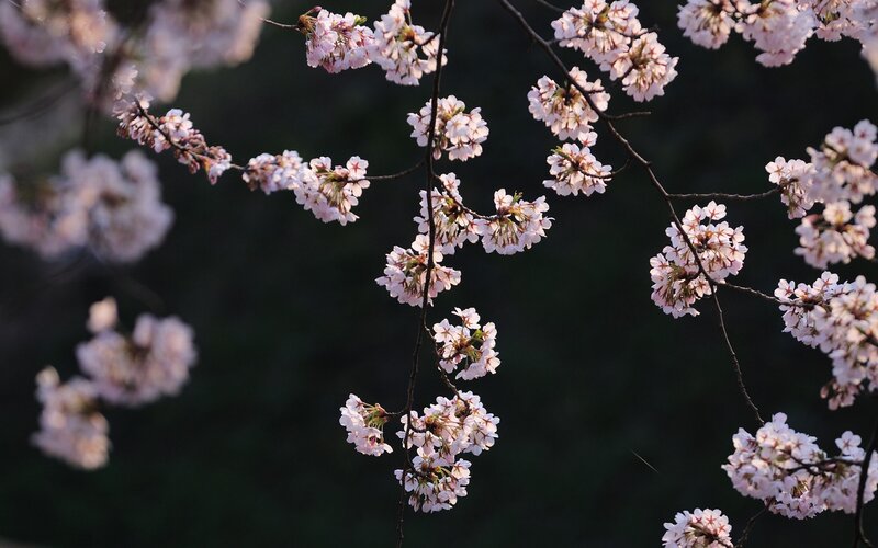 cherry blossoms in soft light