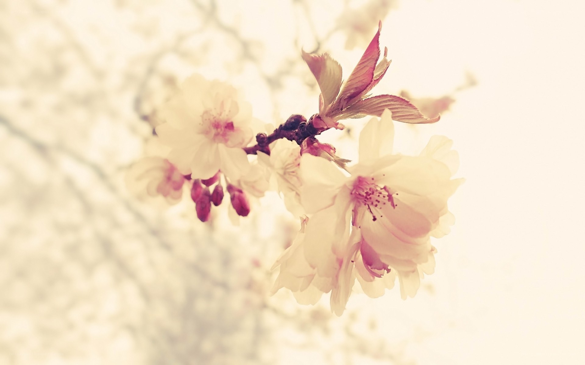cherry blossoms in soft light