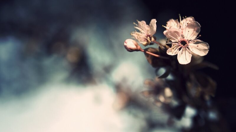 Cherry blossoms in soft light