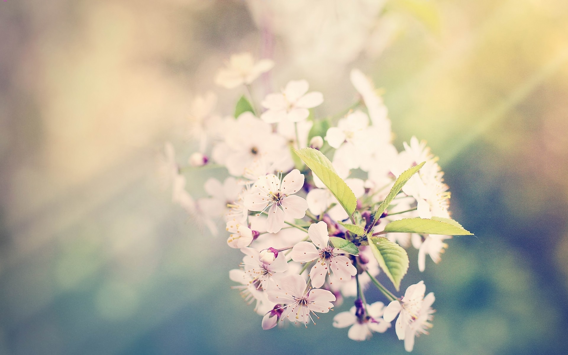 Cherry blossoms in soft light
