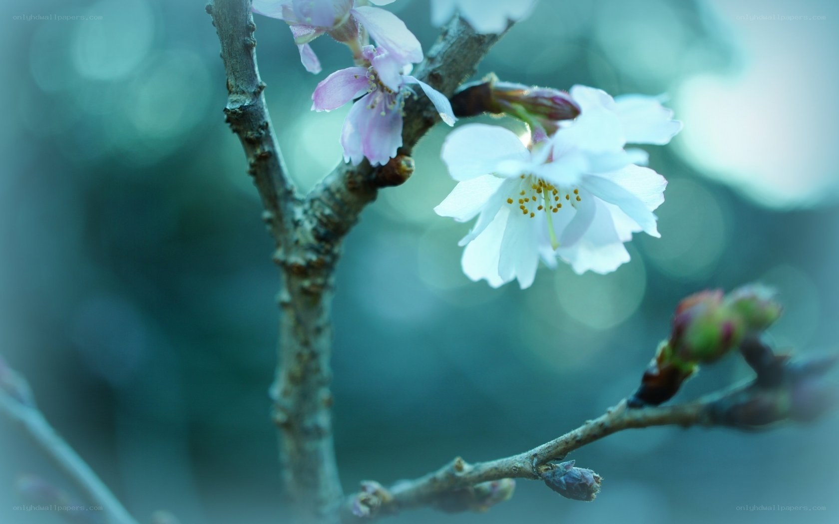 Cherry blossoms in soft light
