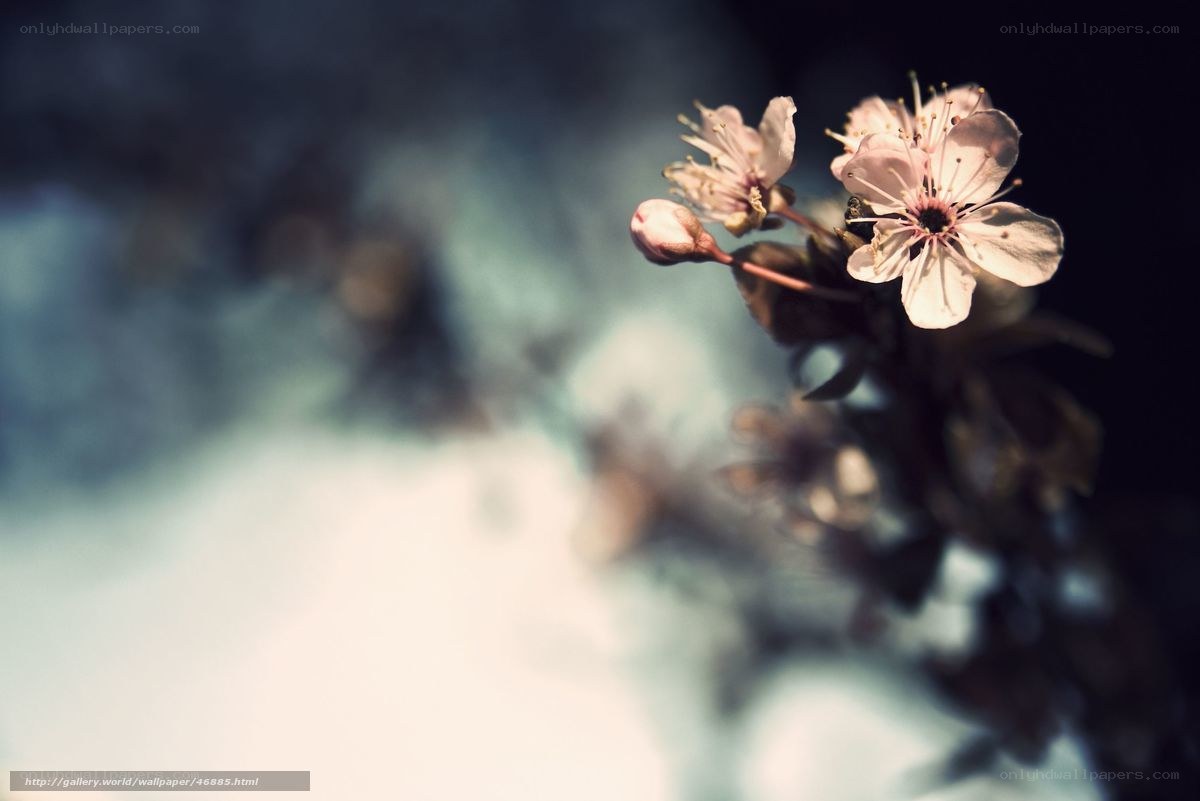Cherry blossoms in soft light