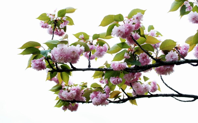 cherry blossoms in spring