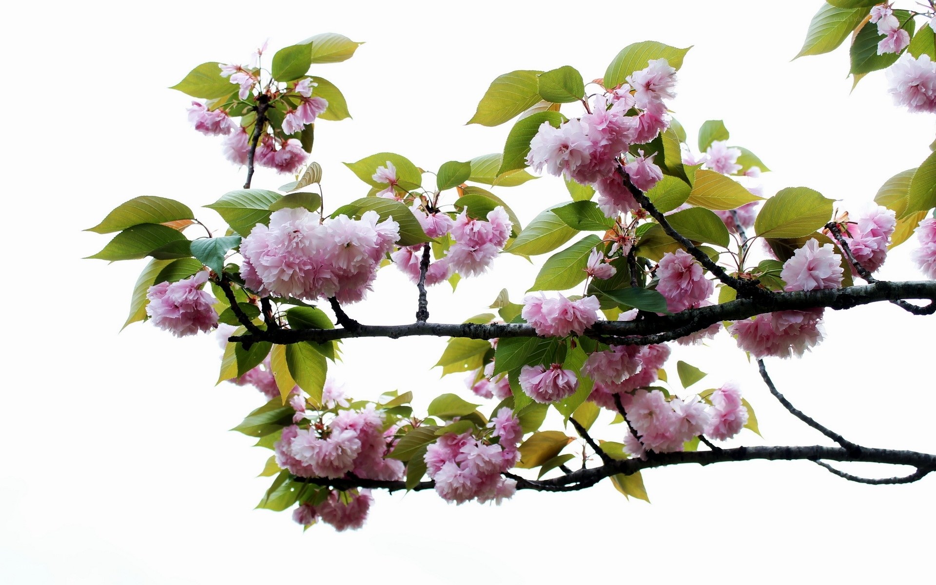 cherry blossoms in spring