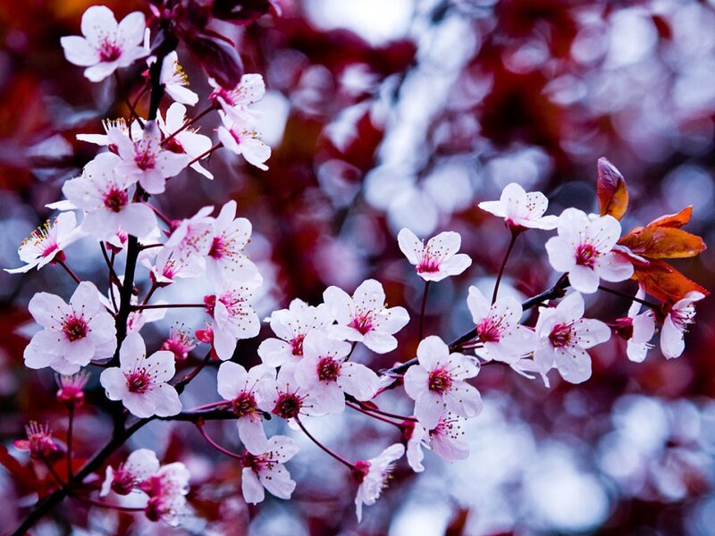 cherry blossoms in spring