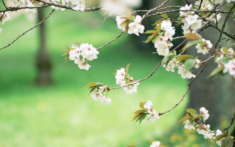Cherry blossoms in spring