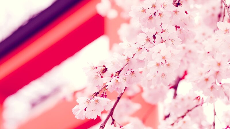 cherry blossoms in spring