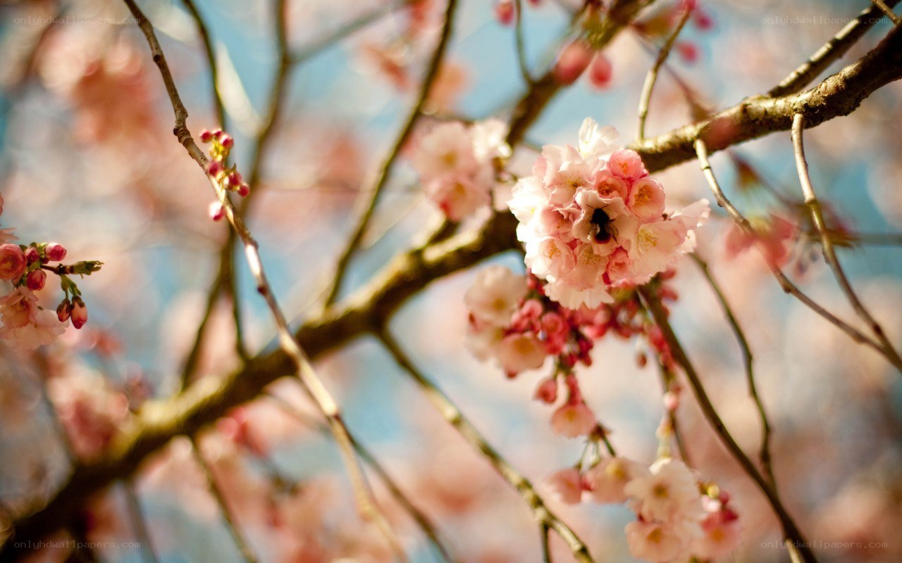 Cherry blossoms in spring