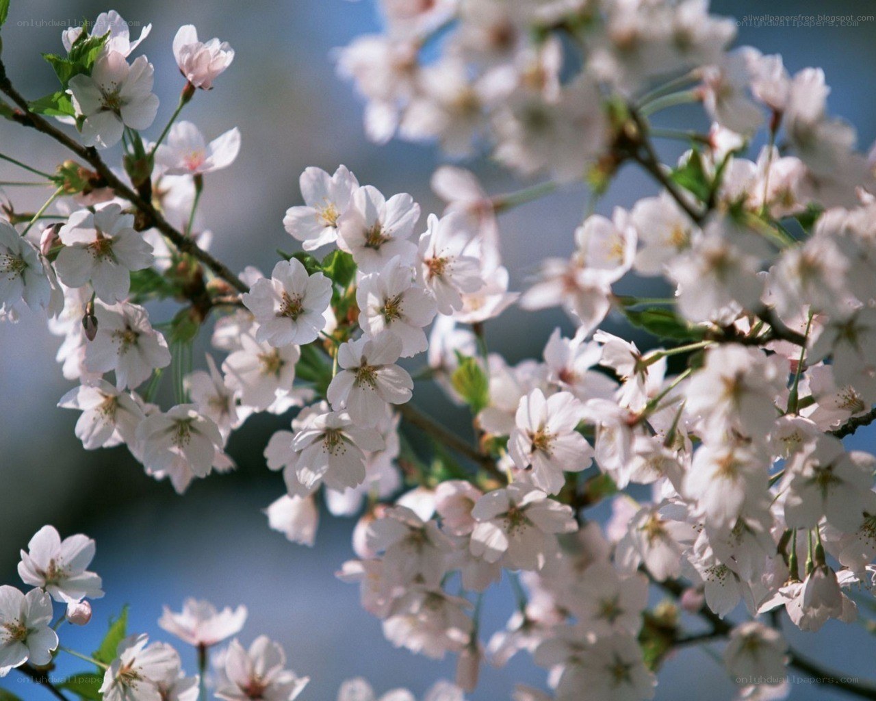 cherry blossoms in spring