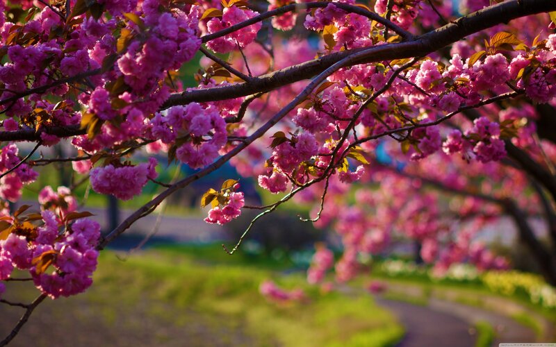 cherry blossoms in spring