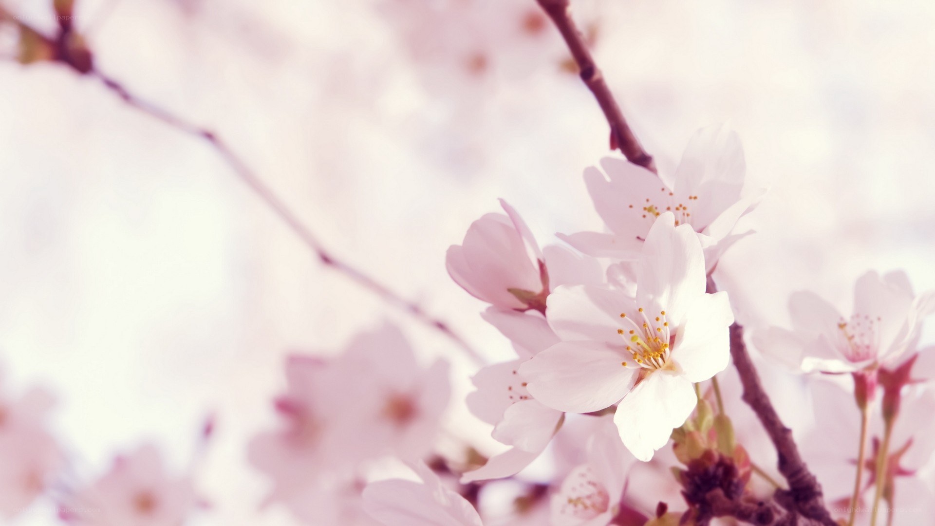 Cherry blossoms in spring