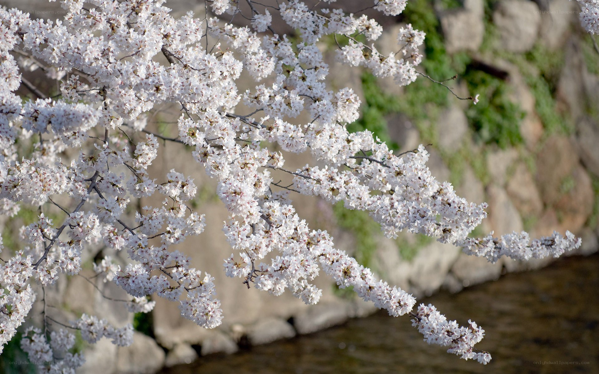 cherry blossoms in spring