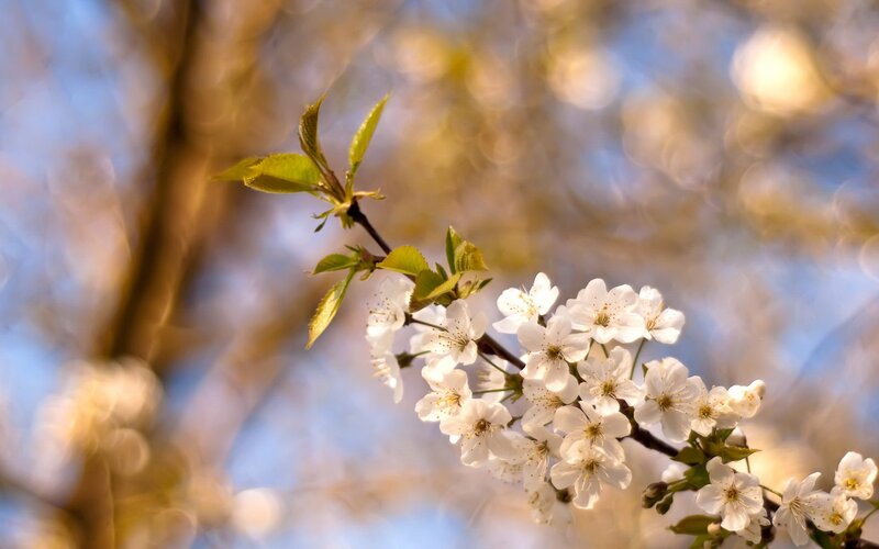 Cherry blossoms in spring