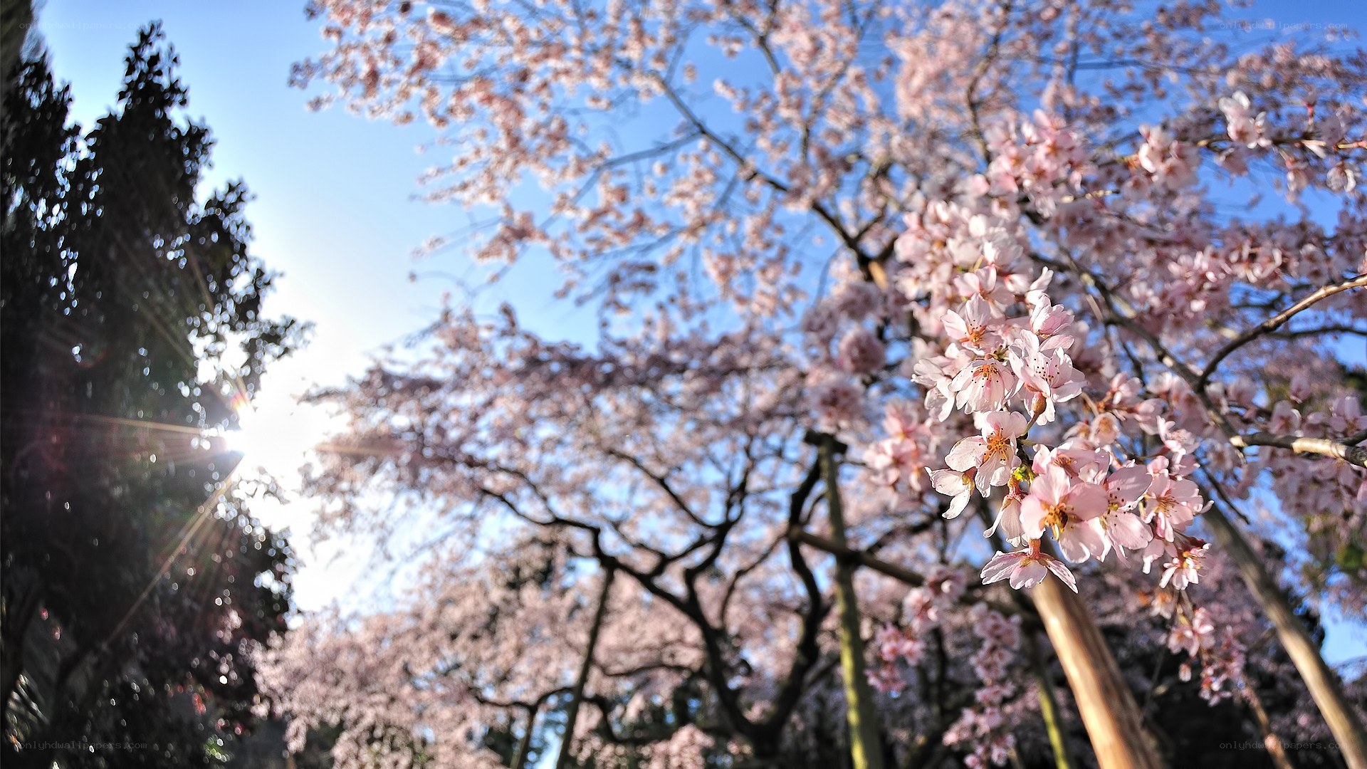 Cherry blossoms in spring