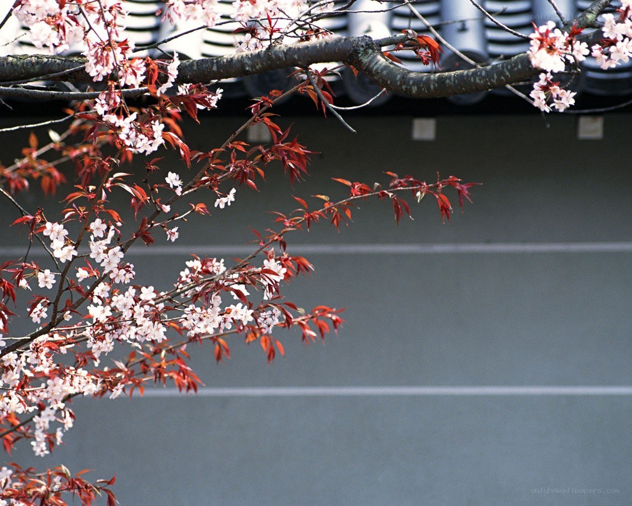 cherry blossoms in spring