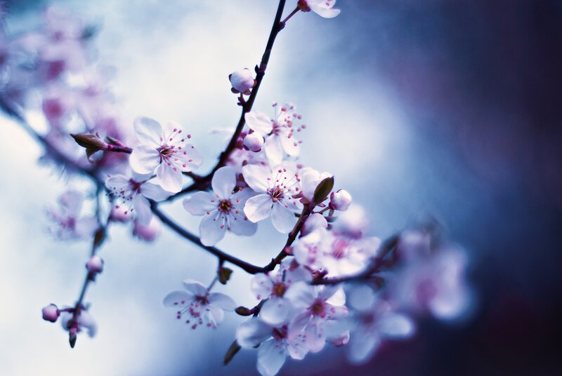 cherry blossoms in spring