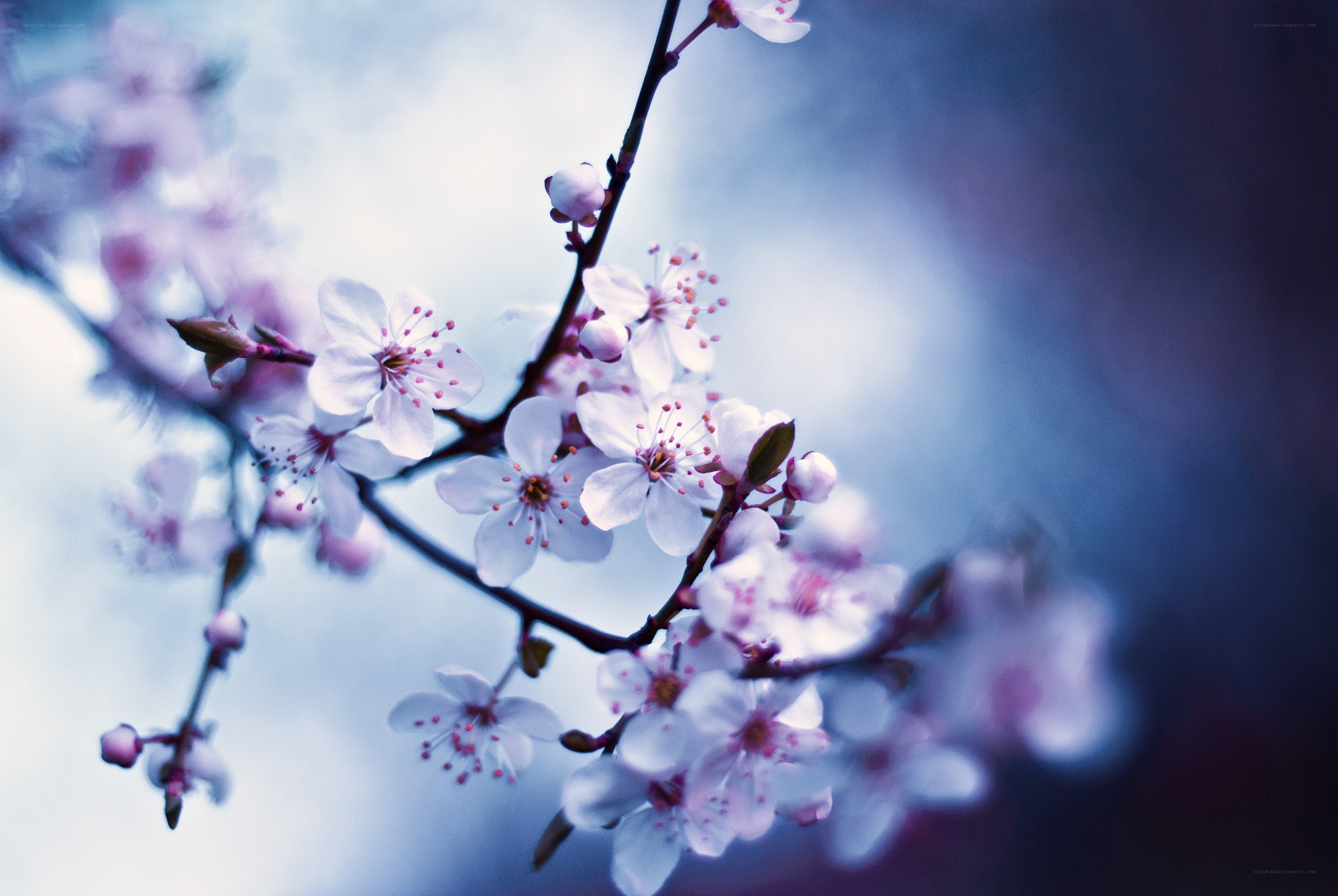 cherry blossoms in spring