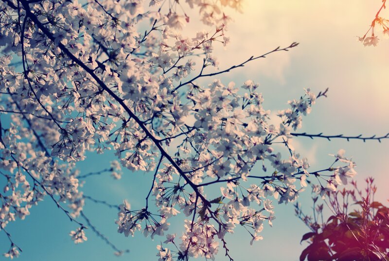 cherry blossoms in spring