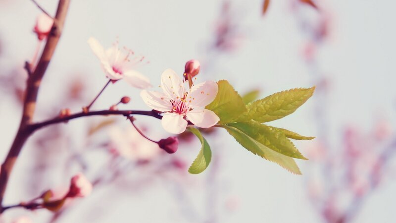 cherry blossoms in spring