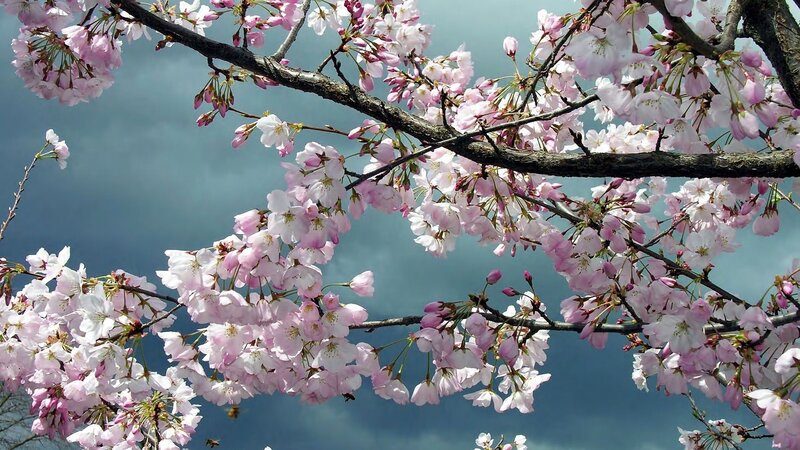 cherry blossoms in spring