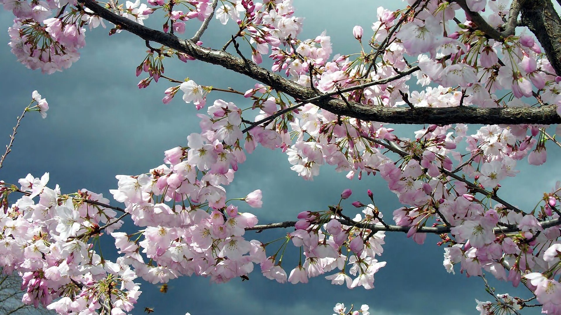 cherry blossoms in spring