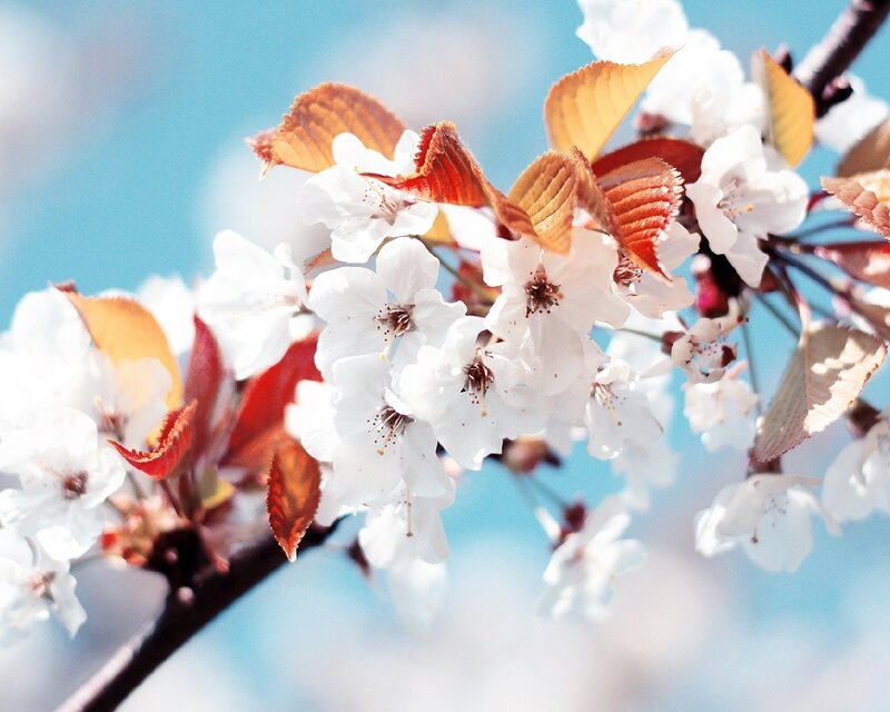 Cherry blossoms in spring