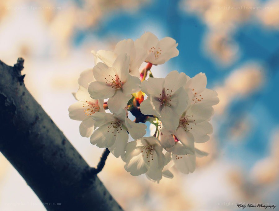 Cherry blossoms in spring