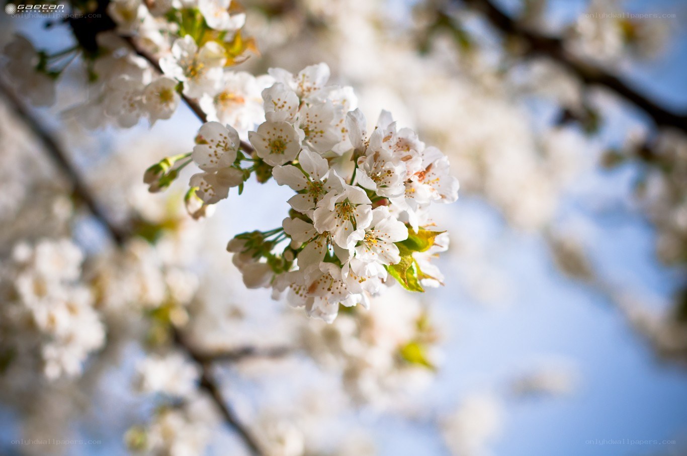 Cherry blossoms in spring