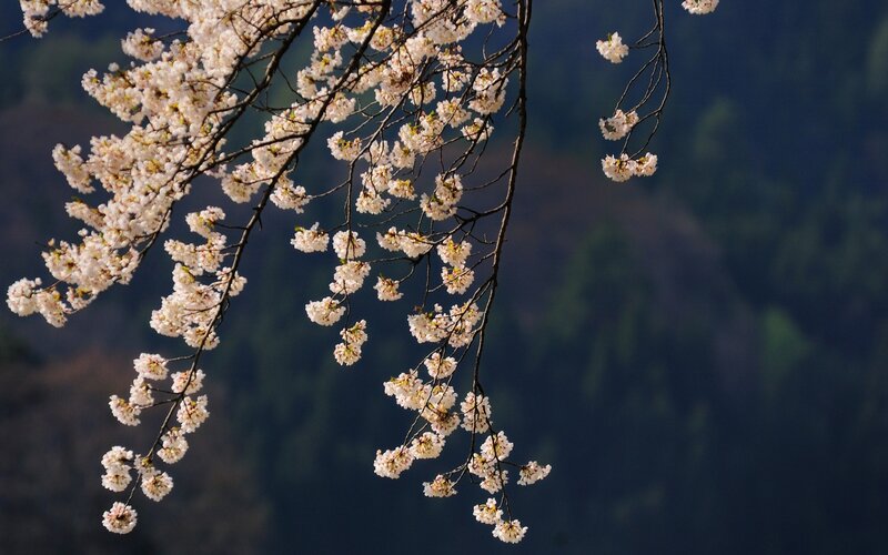 cherry blossoms in spring