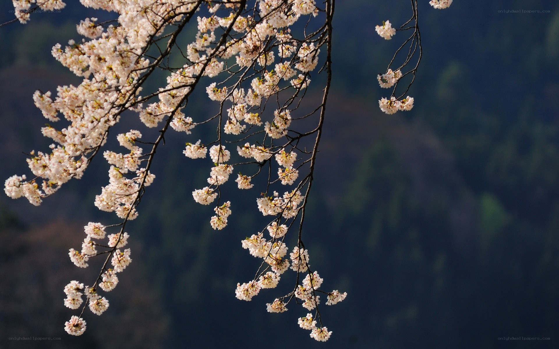 cherry blossoms in spring