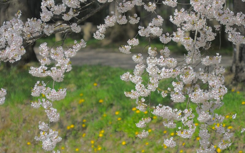 Cherry blossoms in spring