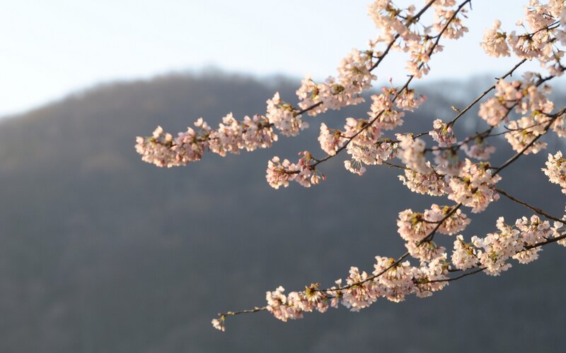 cherry blossoms in spring