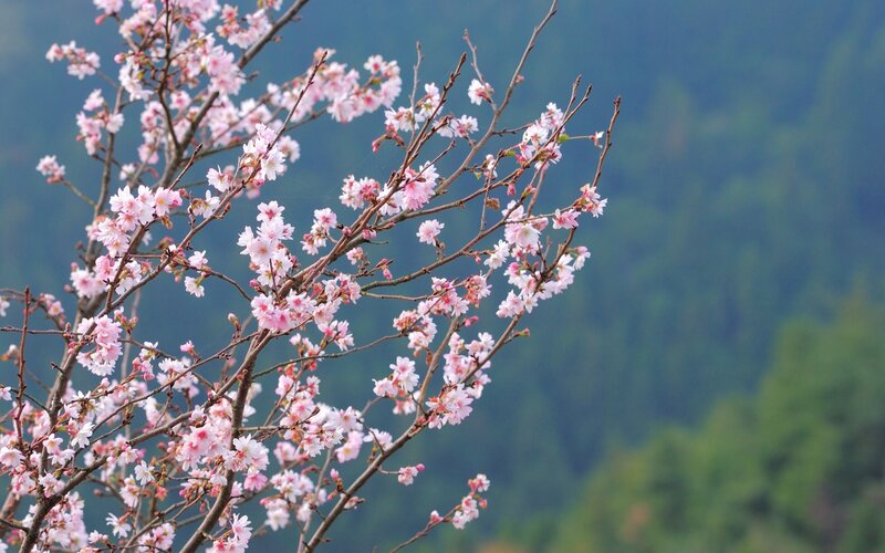 Cherry blossoms in spring