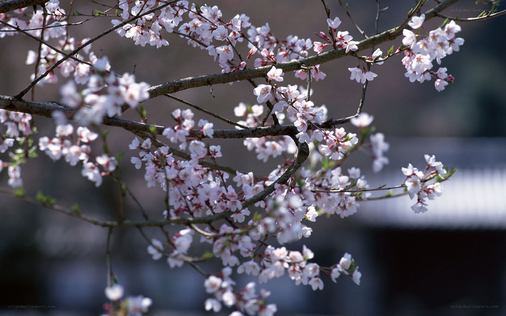 Cherry blossoms in spring