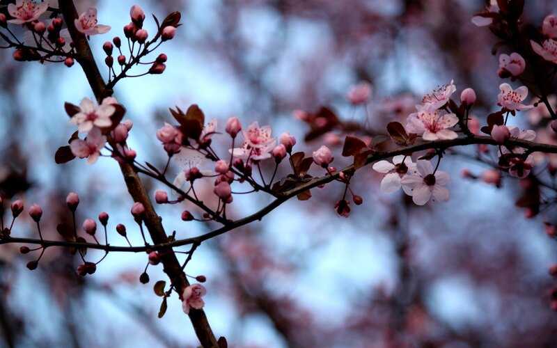 cherry blossoms in spring