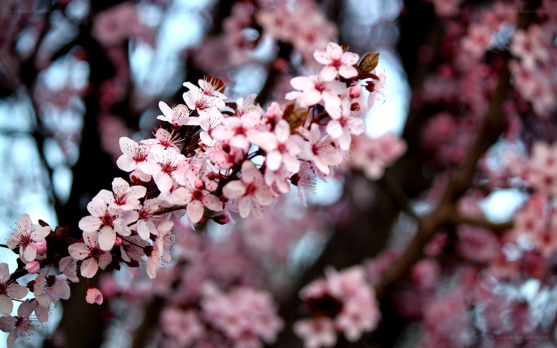cherry blossoms in spring