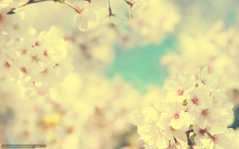 cherry blossoms in spring